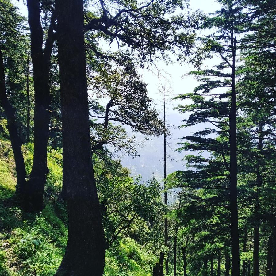 Shimla Pines Homestay Exterior foto